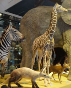dietwee-ontwikkelt-nieuwe-identiteit-ncb-naturalis
