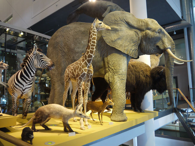naturalis-dieren Naturalis dieren